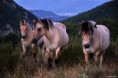 /album/galerie-photos/chevaux-sauvages-jpg/